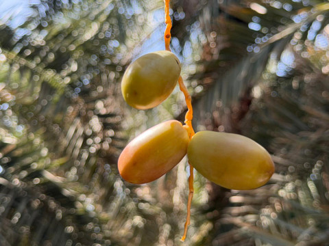 Kebun kurma Abdurrahman bin Auf di Madinah. Foto: Dok. MCH 2026