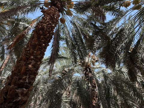 Kebun kurma Abdurrahman bin Auf di Madinah. Foto: Dok. MCH 2026