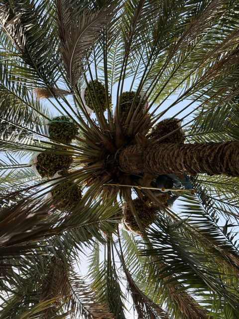 Kebun kurma Abdurrahman bin Auf di Madinah. Foto: Dok. MCH 2026