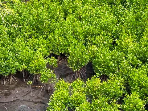 Program mangrove NHM di Desa Kao sukses pulihkan pesisir dengan tingkat keberhasilan 90% setelah 3 tahun berjalan. Foto: Dok. PT NHM