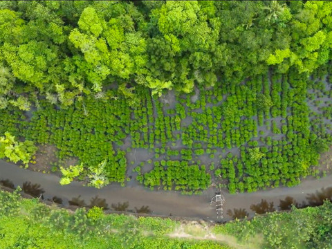 Program mangrove NHM di Desa Kao sukses pulihkan pesisir dengan tingkat keberhasilan 90% setelah 3 tahun berjalan. Foto: Dok. PT NHM
