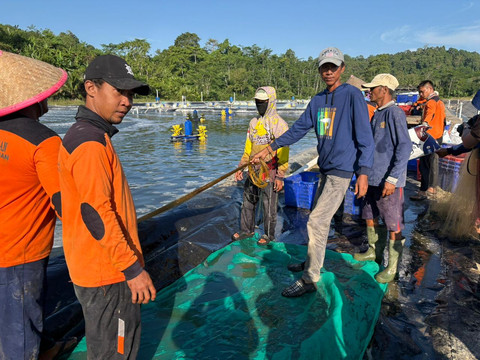 Para narapidana di Pulau Nusakambangan, Cilacap, Jawa Tengah saat memanen udang vaname, Sabtu (20/6/2026). Foto: Ryan Iqbal/kumparan