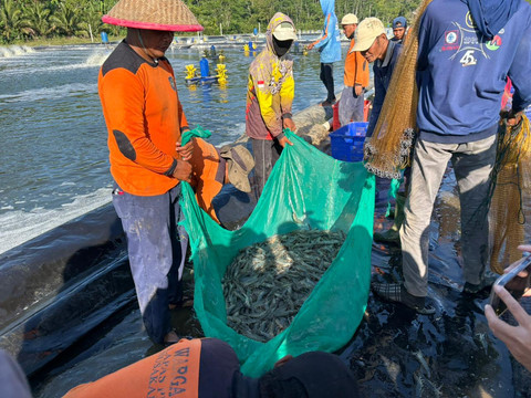 Para narapidana di Pulau Nusakambangan, Cilacap, Jawa Tengah saat memanen udang vaname, Sabtu (20/6/2026). Foto: Ryan Iqbal/kumparan