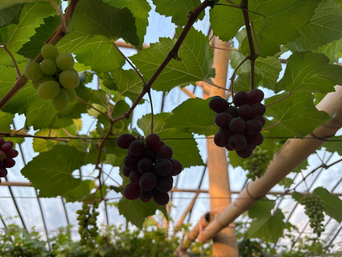 Suasana kebun anggur di Pulau Nusakambangan, Cilacap, Jawa Tengah, Sabtu (20/6/2026). Foto: Ryan Iqbal/kumparan