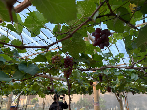 Suasana kebun anggur di Pulau Nusakambangan, Cilacap, Jawa Tengah, Sabtu (20/6/2026). Foto: Ryan Iqbal/kumparan