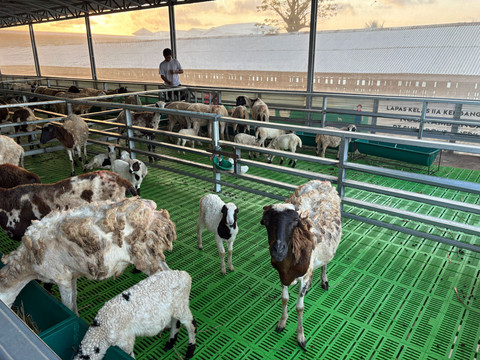 Suasana kandang kambing di Pulau Nusakambangan, Cilacap, Jawa Tengah, Sabtu (20/6/2026). Foto: Ryan Iqbal/kumparan