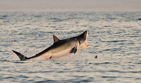 Seekor hiu putih besar melompat keluar dari air saat menggigit umpan anjing laut tiruan di dekat False Bay (4/7/2010). Foto: CARL DE SOUZA/AFP