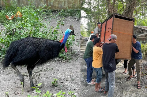 BKSDA Yogyakarta mengevakuasi kasuari yang viral karena berkeliaran di permukiman warga di Ngaglik, Sleman. Foto: Dok. BKSDA Yogya