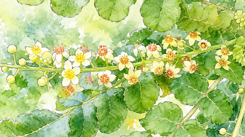 Ilustrasi Boswellia antiinflamasi kemenyan Arab serrata AKBA nyeri sendi herbal.Photo by GPT AI