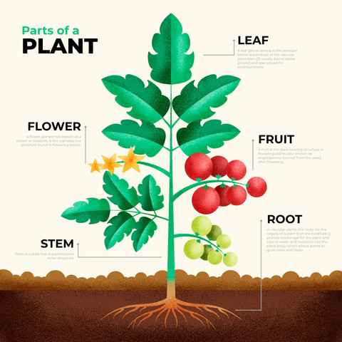Gambar 1. Organ-organ tumbuhan yang terdiri dari akar, batang, daun, bunga, dan buah (sumber: Freepik).