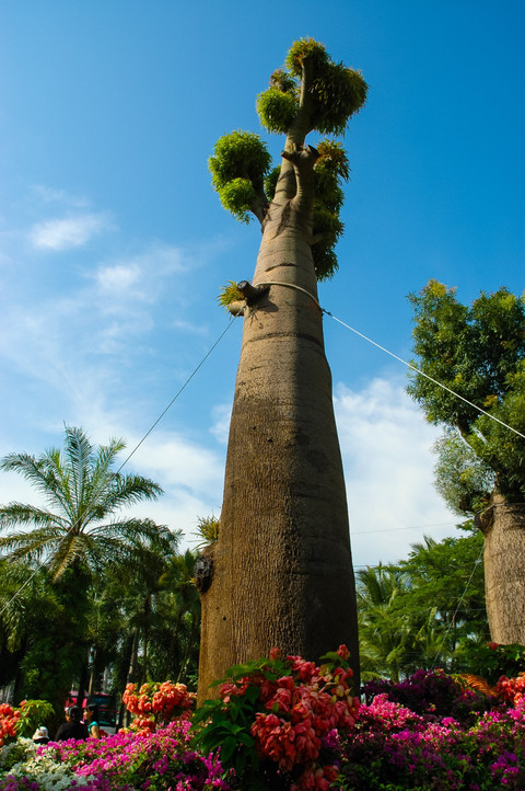 Gambar 3. Batang pohon tumbuhan Baobab (sumber: Pixabay).