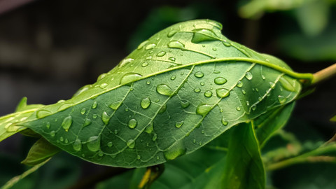 Gambar 4. Daun (sumber: Pixabay).