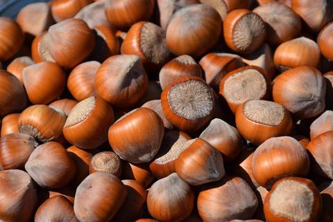 Gambar 7. Kacang hazel (hazelnut) merupakan biji dari pohon hazel (sumber: Pixabay).