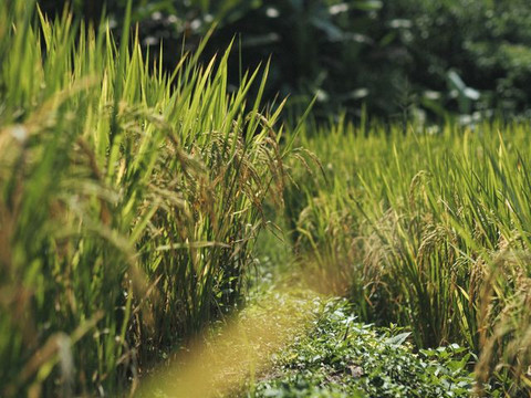 Photo by นิรมล บุญเทพ: https://www.pexels.com/photo/lush-green-rice-field-in-countryside-35245092/