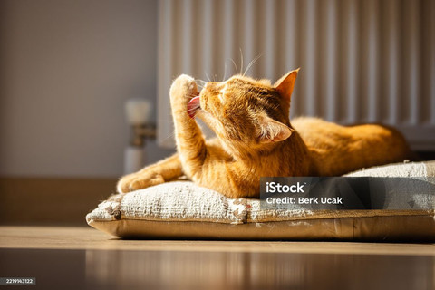 Kucing, anggota keluarga masa kini ; Sumber: www.istockphoto.com