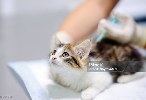 Vaksinasi kucing ; Sumber: www.istockphoto.com