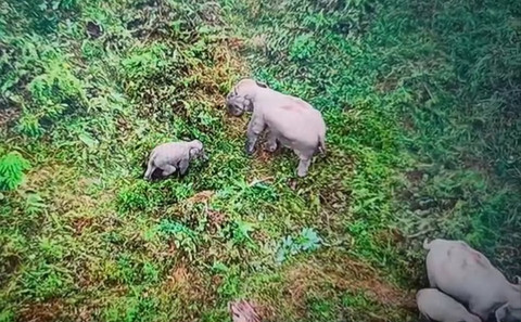 Bayi Gajah Sumatera terjerat diduga perangkap perambah di Jambi . Foto: BKSDA Jambi