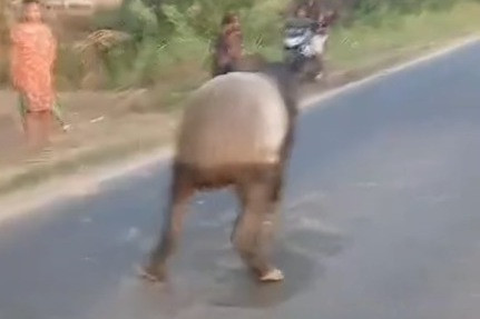 Seekor satwa dilindungi jenis tapir berjalan di tengah Jalan Lintas Register 45 Kabupaten Mesuji, Lampung, Kamis (2/7/2026). Foto: Dok. Istimewa