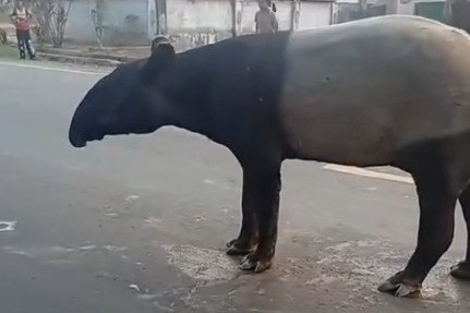 Seekor satwa dilindungi jenis tapir berjalan di tengah Jalan Lintas Register 45 Kabupaten Mesuji, Lampung, Kamis (2/7/2026). Foto: Dok. Istimewa