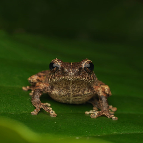 Tim peneliti BRIN menemukan spesies baru katak semak bernama ilmiah Philautus candrageni di kawasan Gunung Merapi, Daerah Istimewa Yogyakarta. Foto: Dok. BRIN