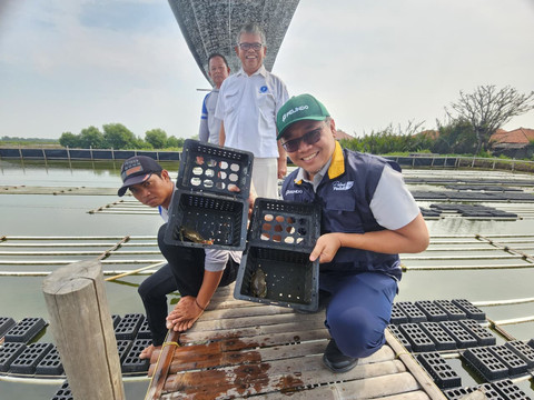 Program budidaya kepiting soka binaan Pelindo di Desa Totoran, Kecamatan Pasekan, Indramayu berhasil menghasilkan menghasilkan 958 kilogram kepiting. Foto: Dok. Pelindo