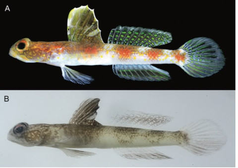 Tim peneliti Badan Riset dan Inovasi Nasional (BRIN) berhasil mengidentifikasi satu spesies baru ikan gobi udang (shrimpgoby) yang sebelumnya belum pernah dideskripsikan secara ilmiah. Foto: Dok. BRIN