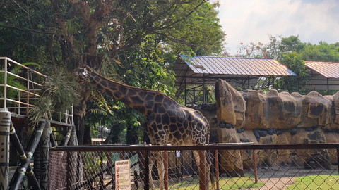 Suasana Kebun Binatang Surabaya (KBS), Kamis (23/7/2026). Foto: Farusma Okta Verdian/kumparan