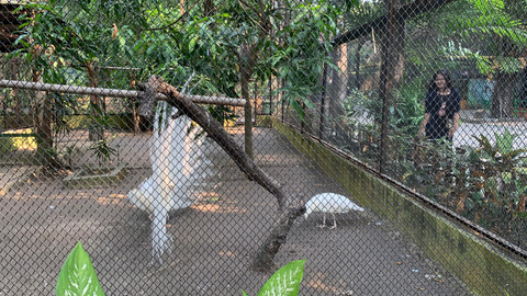 Suasana Kebun Binatang Surabaya (KBS), Kamis (23/7/2026). Foto: Farusma Okta Verdian/kumparan