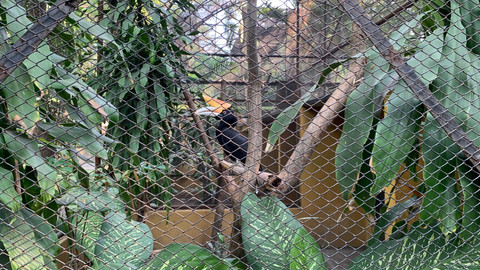 Suasana Kebun Binatang Surabaya (KBS), Kamis (23/7/2026). Foto: Farusma Okta Verdian/kumparan