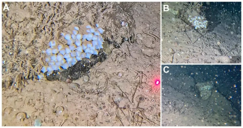 Cuplikan gambar dari rekaman ROV yang menunjukkan kelompok telur. Kantung A berisi sekitar 50 butir, kantung B sekitar 33 butir, dan kantung C sekitar 22 butir.  Foto: P Maroni dkk., Polar Biology (2026).