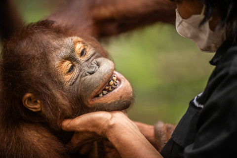 Pengasuh bercengkerama dengan individu orang utan (Pongo pygmaeus) di Sekolah Orang Utan Nyaru Menteng, Palangka Raya, Kalimantan Tengah, Kamis (10/9/2026).  Foto: Bayu Pratama S/ANTARA FOTO