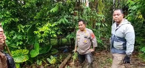 Polda Aceh dan Polda Lampung Temukan 6,28 Hektare Ladang Ganja di Provinsi Aceh (1)
