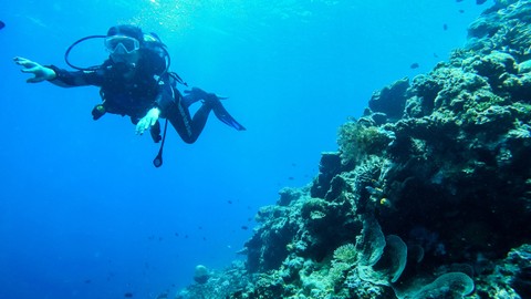 Seorang wisatawan menyelam di lokasi diving Koila di Negeri Morella Kabupaten Maluku Tengah, Provinsi Maluku, Minggu (27/3/2022). Foto: FB Anggoro/ANTARA FOTO