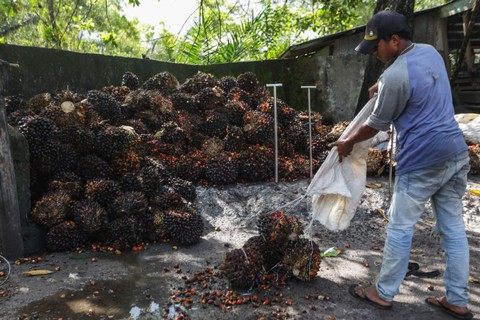Pekerja mengumpulkan buah kelapa sawit di salah satu tempat pengepul kelapa sawit di Jalan Mahir Mahar, Palangka Raya, Kalimantan Tengah, Selasa (26/4/2022). Foto: Makna Zaezar/Antara Foto