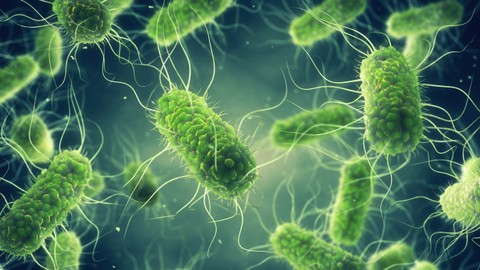 Ilustrasi bakteri Salmonella. Foto: nobeastsofierce/Shutterstock