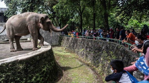 Pengunjung melihat gajah Sumatera di Taman Margasatwa Ragunan , Jakarta, Selasa (3/5/2022). Foto: Aprillio Akbar/Antara Foto
