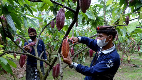 Petani memetik buah kakao di Kebun Coklat Desa Ekasari, Jembrana, Bali. Foto: Fikri Yusuf/ANTARA FOTO