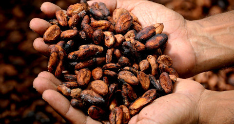 Biji Cokelat Dari Indonesia Untuk Dunia Kumparan Com