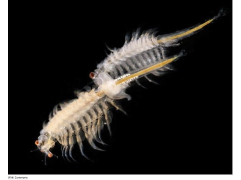 Sea Monkeys Hewan Peliharaan Instan Ciptaan Ilmuwan New York Kumparan Com