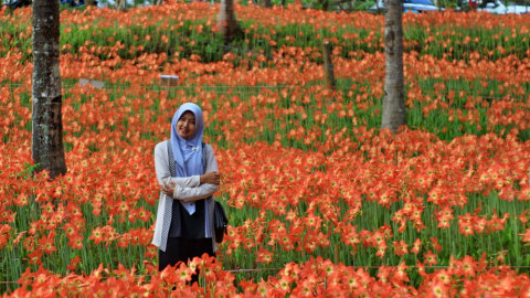 Ilustrasi wisatawan berlibur ke taman bunga amarilis di Gunungkidul, Yogyakarta Foto: Shutter Stock