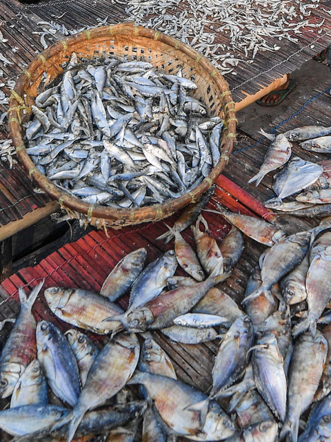 Foto: Nelayan di Cilincing Keluhkan Harga Jual Ikan Asin Menurun