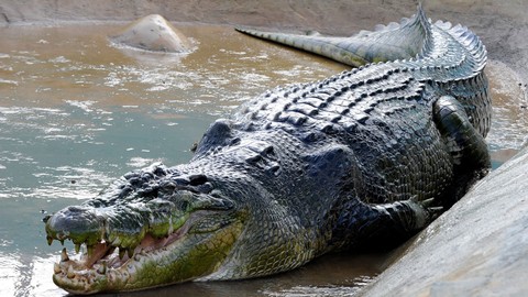 Lolong, buaya air asin terbesar asal Filipina. Foto: Jay Directo/AFP