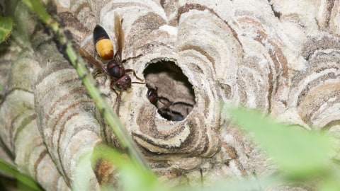 Tawon Vespa affinis. Foto: Wikimedia Commons