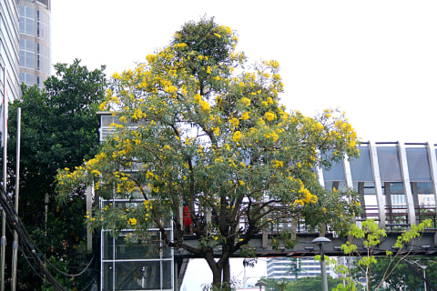 Bunga pohon Tabebuya dengan warna kuning di sepanjang Jalan Sudirman, Jakarta. Foto: Nugroho Sejati/kumparan