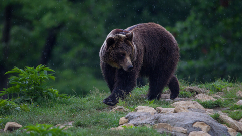 Ilustrasi beruang coklat Rumania. Foto: Shutter Stock
