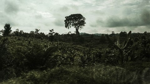 Pohon keramat di antara lahan kebun kelapa sawit. Foto: Jamal Ramadhan/kumparan