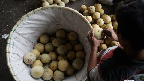 Ilustrasi pedagang melon. Foto: Nugroho Sejati/kumparan