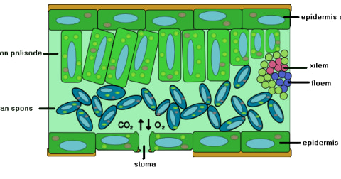 Jaringan Parenkim Pengertian Dan Fungsinya Kumparan Com