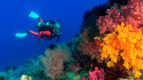  Spot Diving di Raja Ampat. Foto: Getty Images