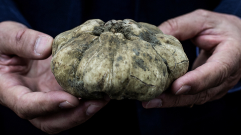 Ilustrasi White Truffle. Foto: Marco Bertorello/AFP